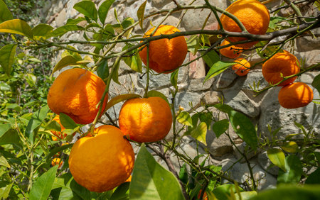 Bitter orange, Sour Orange - bigarade orange tree in the detailの写真素材