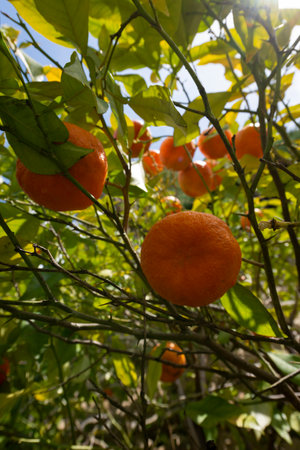Bitter orange, Sour Orange - bigarade orange tree in the detailの写真素材