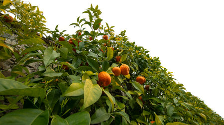 Bitter orange, Sour Orange - bigarade orange tree in the detailの写真素材