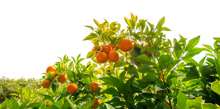 orange tree in the detail (Bitter orange, Sour Orange - bigarade)の写真素材
