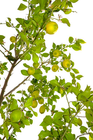 lemon tree in the detail - branches with lemon fruitの写真素材