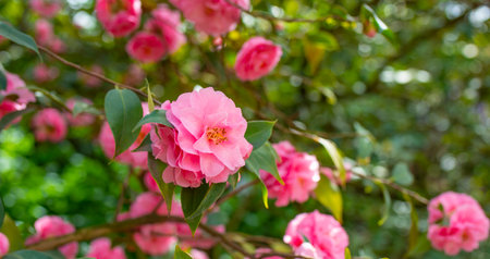 Japanese Camellia flowers, Camelia Japonica in the springtime garden with nice bokeh backgroundの写真素材