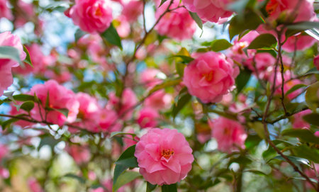 Japanese Camellia flowers, Camelia Japonica in the springtime garden with nice bokeh backgroundの写真素材