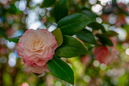 Japanese Camellia flowers, Camelia Japonica in the springtime garden with nice bokeh backgroundの写真素材