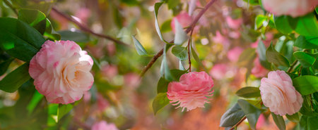 Japanese Camellia flowers, Camelia Japonica in the springtime garden with nice bokeh backgroundの写真素材