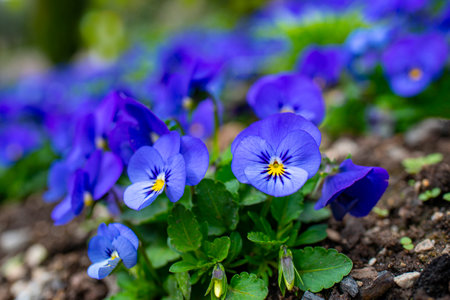 lot of blue pansy flowers (Viola cornuta) in a flower bed in the gardenの写真素材