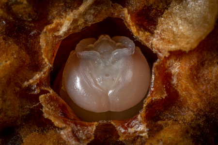 a pupa of honey bee (drone)の写真素材