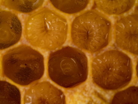 bee nymphs and egg - development of honey bee in honeycombsの写真素材