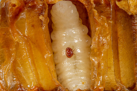 Varroa destructor bee parasite on a nymph of honey beeの写真素材