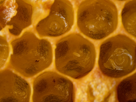 bee nymphs and egg - development of honey bee in honeycombsの写真素材