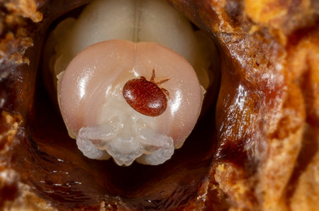 Varroa destructor bee parasite on a pupa of honey bee (drone)の写真素材