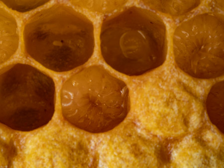 bee nymphs and egg - development of honey bee in honeycombsの写真素材