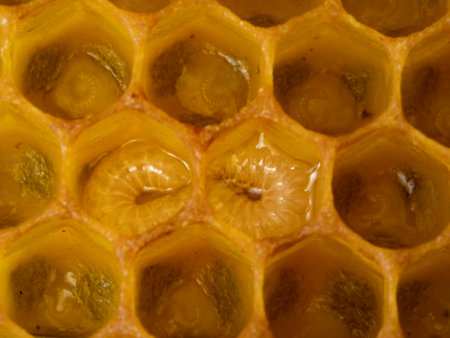bee nymphs and egg - development of honey bee in honeycombsの写真素材