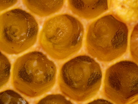 bee nymphs - development of honey bee in honeycombsの写真素材