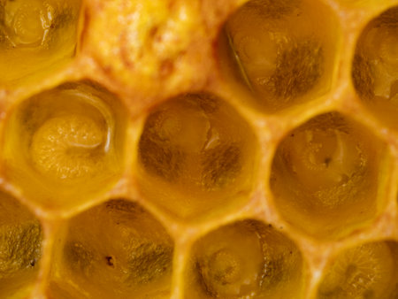 bee nymphs - development of honey bee in honeycombsの写真素材