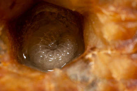 bee nymph - development of honey bee in honeycombsの写真素材