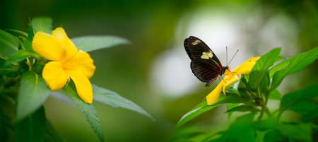 Butterfly Heliconius Hacale zuleika in a rainforestの写真素材