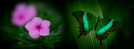 Butterfly Green swallowtail butterfly, Papilio palinurus in a rainforestの写真素材