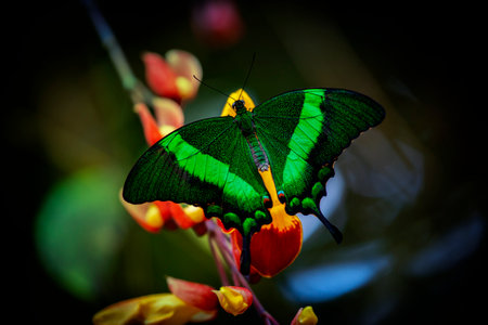 Butterfly Green swallowtail butterfly, Papilio palinurus in a rainforestの写真素材