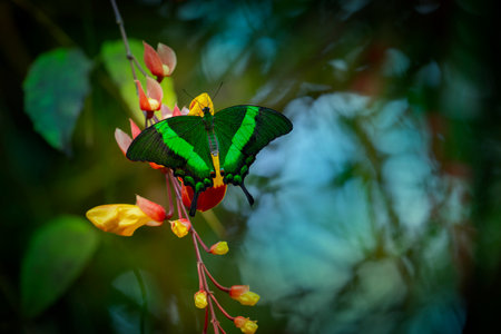 Butterfly Green swallowtail butterfly, Papilio palinurus in a rainforestの写真素材