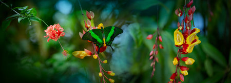Butterfly Green swallowtail butterfly, Papilio palinurus in a rainforestの写真素材