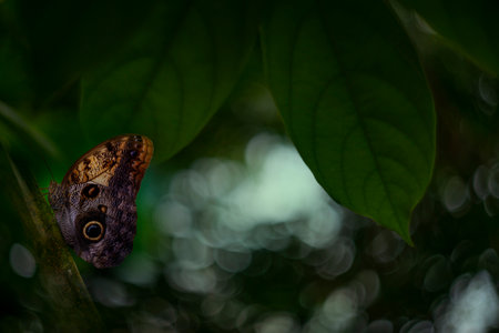 Butterfly Blue Morpho, Morpho peleides, in rainforestの写真素材