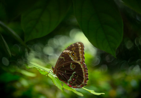 Butterfly Blue Morpho, Morpho peleides, in rainforest