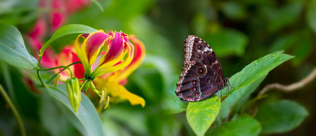 Butterfly Blue Morpho, Morpho peleides, in rainforest