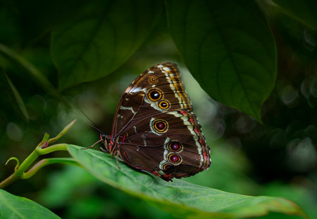 Butterfly Blue Morpho, Morpho peleides, in rainforest