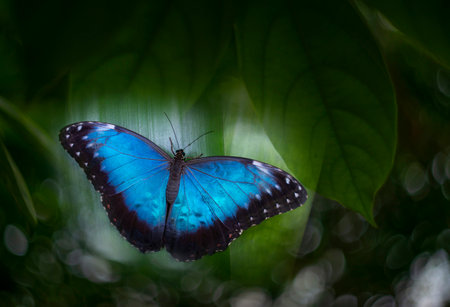 Butterfly Blue Morpho, Morpho peleides, in rainforestの写真素材