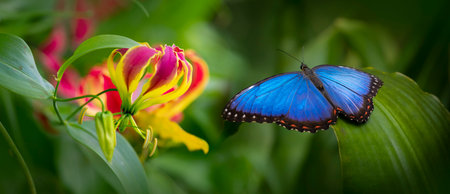 Butterfly Blue Morpho, Morpho peleides, in rainforestの写真素材