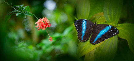 Butterfly Morpho achilles in rainforestの写真素材