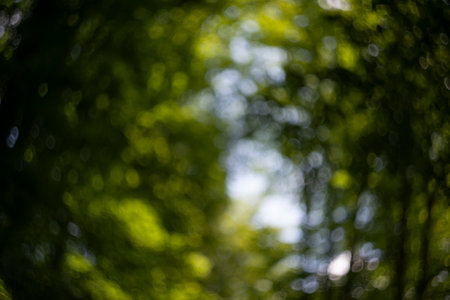 Defocused trees. Natural bokeh, blurred background out of focusの写真素材