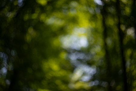 Defocused trees. Natural bokeh, blurred background out of focusの写真素材