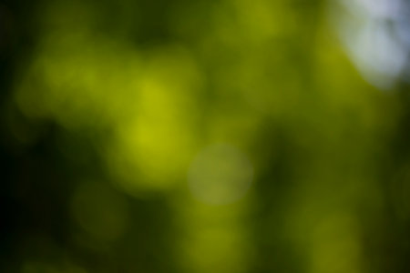 Defocused trees. Natural bokeh, blurred background out of focusの写真素材