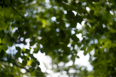 Defocused trees. Natural bokeh, blurred background out of focusの写真素材