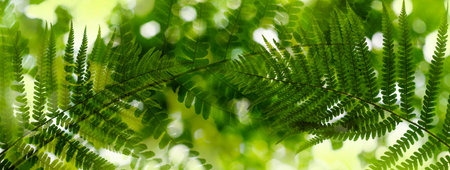 Defocused fern leaves. Natural bokeh, blurred background out of focusの写真素材