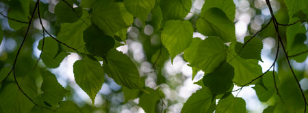 Defocused tree leaves. Natural bokeh, blurred background out of focusの写真素材