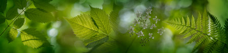 Defocused tree leaves. Natural bokeh, blurred background out of focusの写真素材