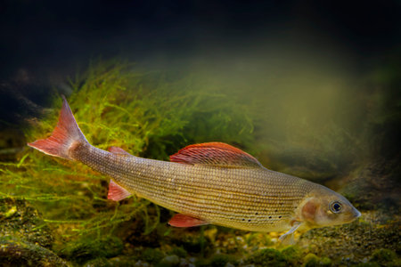 Grayling, Thymallus thymallus - freshwater fishの写真素材