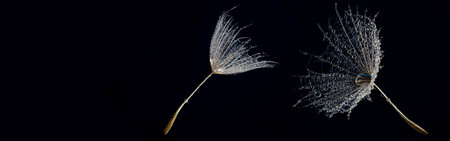 flower fluff, dandelion seed with dew drops - beautiful macro photography with abstract bokeh backgroundの写真素材