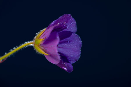 flower with dew dop - beautiful macro photography with abstract bokeh backgroundの写真素材