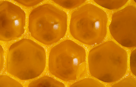 beecombs full of fresh honey in the detail - a macro photoの写真素材