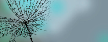 flower fluff, dandelion seed with dew drops - beautiful macro photography with abstract bokeh backgroundの写真素材