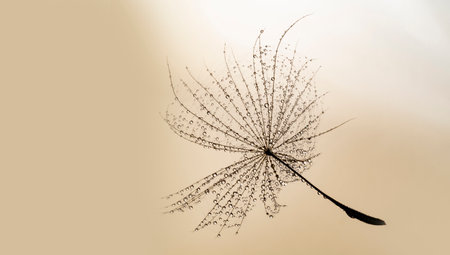 flower fluff, dandelion seed with dew drops - beautiful macro photography with abstract bokeh backgroundの写真素材