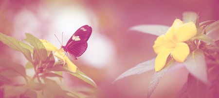 Butterfly Heliconius Hacale zuleika in a rainforestの写真素材