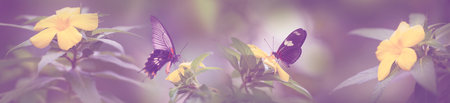 Butterfly Heliconius Hacale zuleika and Pachliopta jophon in a rainforestの写真素材