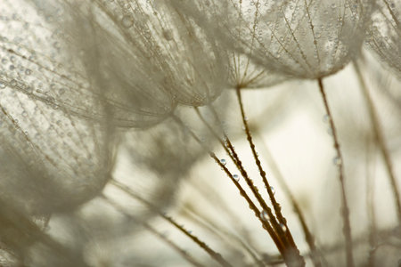 flower fluff, dandelion seeds with dew dop - beautiful macro photography with abstract bokeh backgroundの写真素材
