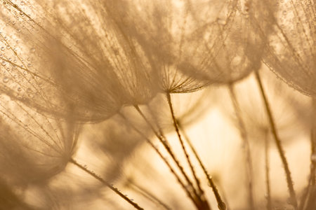 flower fluff, dandelion seeds with dew dop - beautiful macro photography with abstract bokeh backgroundの写真素材