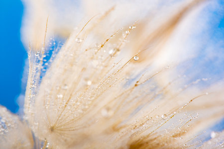 flower fluff, dandelion seeds with dew dop - beautiful macro photography with abstract bokeh backgroundの写真素材
